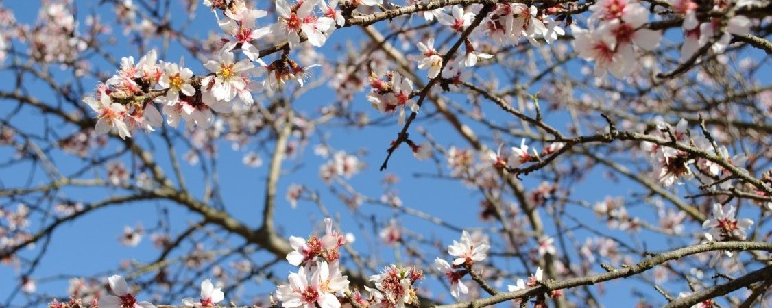 Discover the beauty of almond blossom in Majorca