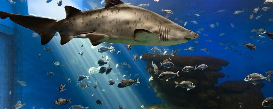 Palma Aquarium: Go around all the oceans in a day!