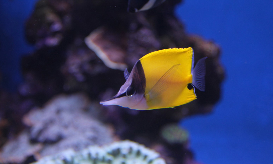 Pabisa Hotel Fish Palma Aquarium