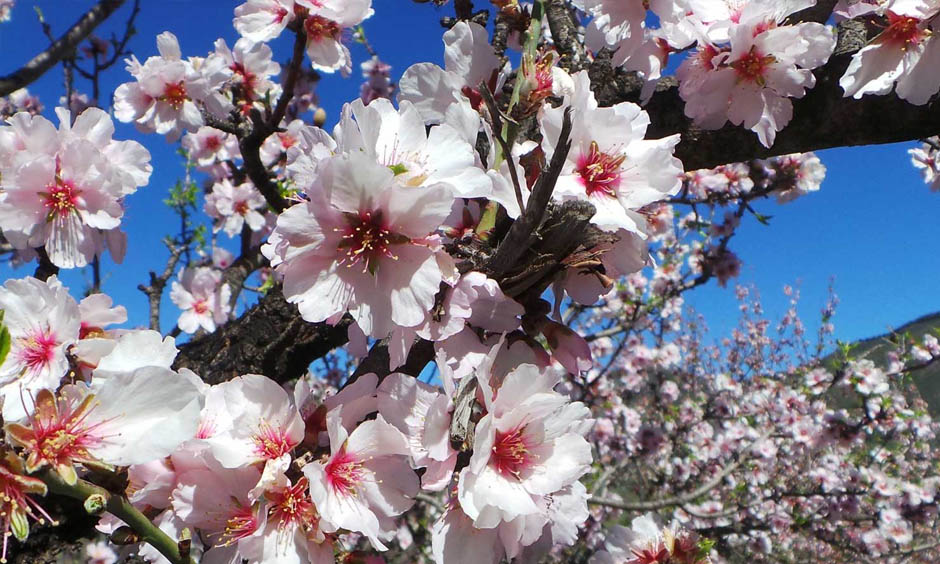 EN Pabisa Hotel Blossom flower Spring Mallorca holiday