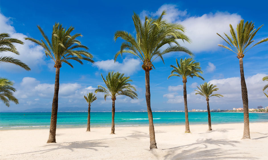 Pabisa Hotels Beach Mallorca palm tree