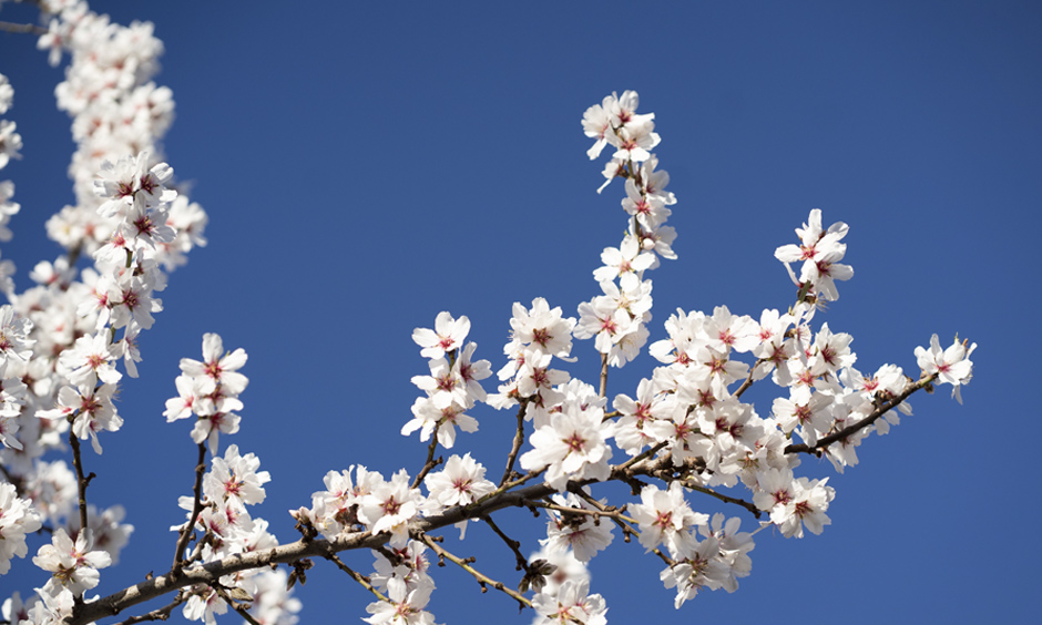 EN almond blossom almond trees pabisa hoteles arenal playa de palma