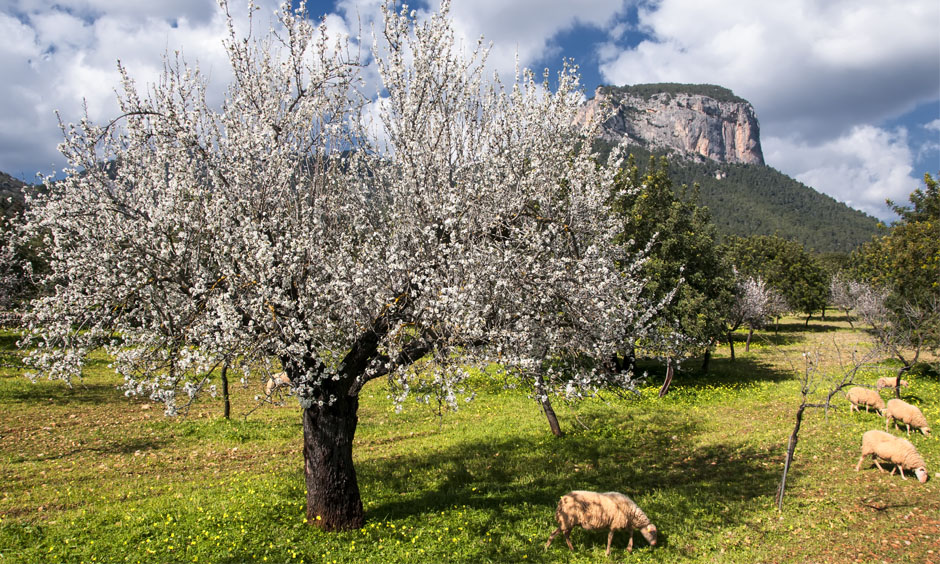 EN almond blossom trees almond trees playa de palma mallorca pabisa hotels