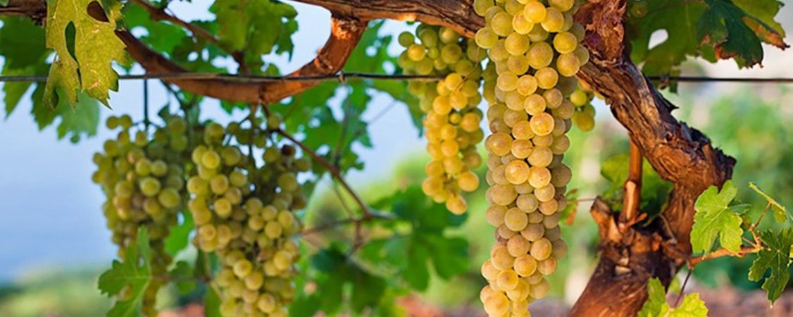 Rutas del vino en Mallorca, un paraíso para los amantes del vino