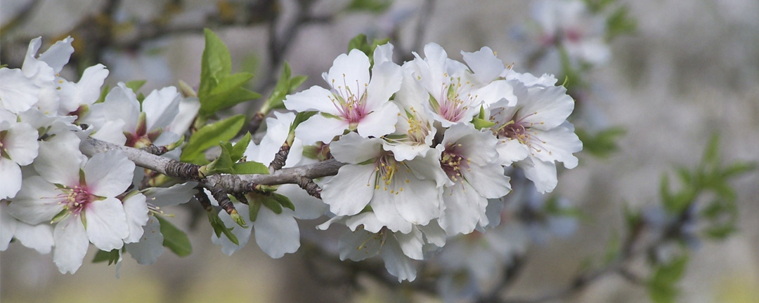 Almendros en flor en Mallorca