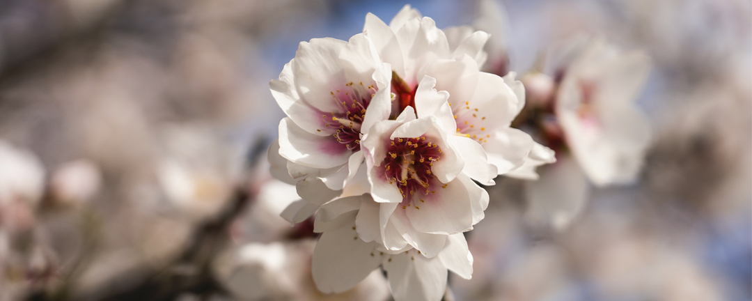 Almendros en flor en Mallorca