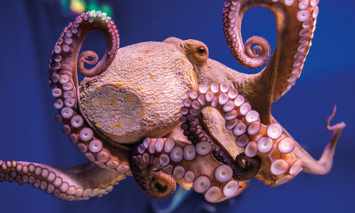 Oktopus palma aquarium pabisa hoteles arenal mallorca perfektes Urlaubsziel